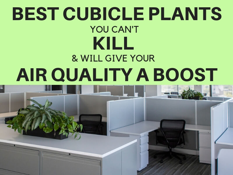 best cubicle plants indoor clean air