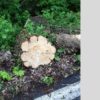 Tree Stump Before Kansas City Greencleandesigns.com
