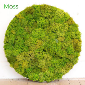 Moss in Circle greencleandesigns.com