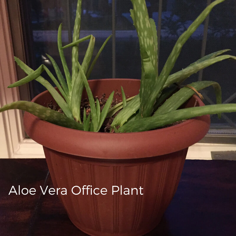 aloe vera office plant