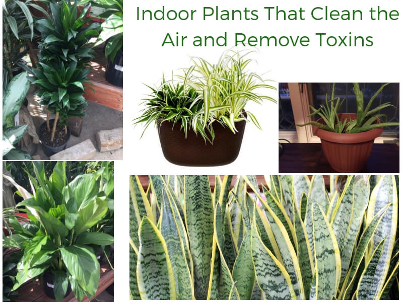 Indoor Plants That Clean the Air and Remove Toxins