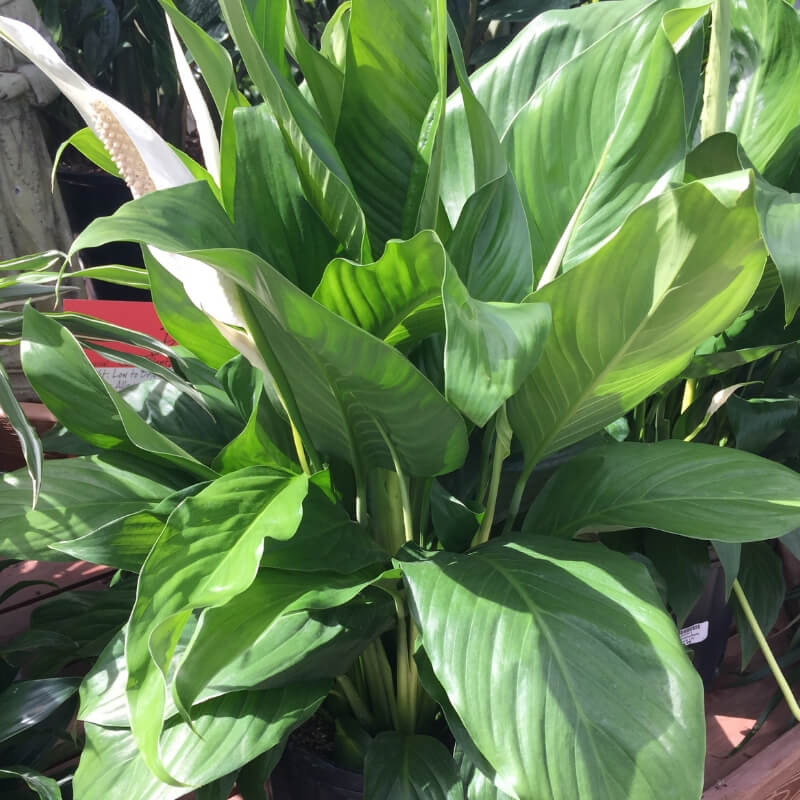 Peace Lily Air Purification Plant