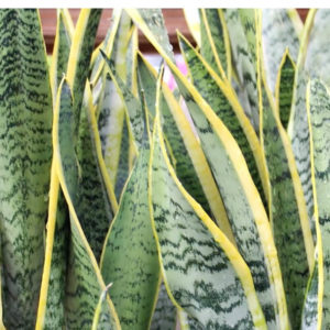 Snake Plant Benefits Mother In Law Plant Sansevieria Plant