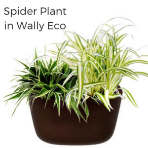 Spider Plant Benefits in Wally Eco