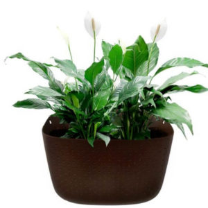 peace lily plant benefits