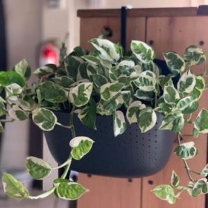 pothos plant benefits greencleandesigns.com