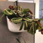 cubicle planters