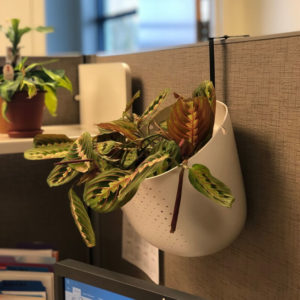 cubicle wall planter