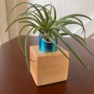 wood air plant holder greencleandesigns.com