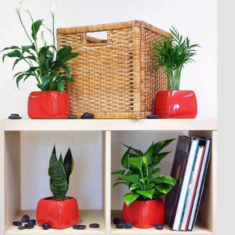 Desk Plants Amazon